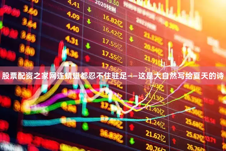 股票配资之家网连蜻蜓都忍不住驻足——这是大自然写给夏天的诗